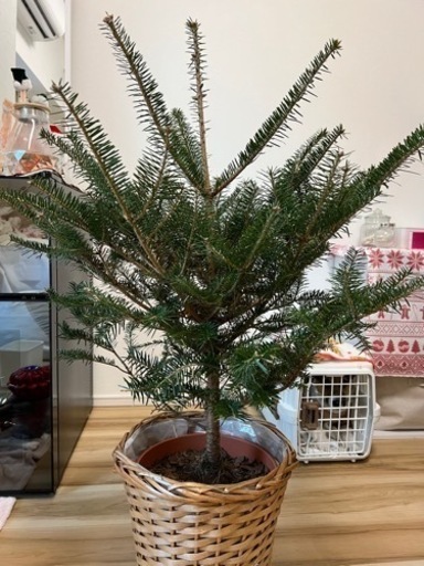 モミの木 引き取り限定 観葉植物 本物のもみの木ウラジロモミノキ長野県産 １本 高さ０ ８ １ｍ前後 植木庭木苗木鉢植え Alice Yu とうきょうスカイツリーのその他の中古あげます 譲ります ジモティーで不用品の処分