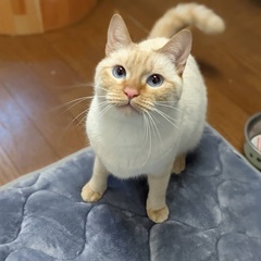 飼い主さんが入院。一人ぼっちになってしまいました。