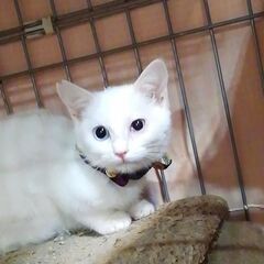 生後３ヶ月、青いおめめの白猫ちゃん