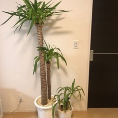 1/10まで引取り希望6000円→3000円観葉植物！ユッカ！青...