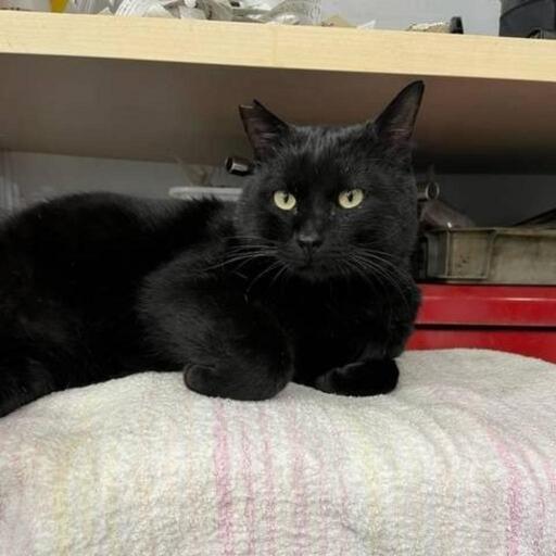 募集を中止します 飼い猫 家猫 になりたい黒猫くろちゃん推定２歳男の子 ピー 久地の猫の里親募集 ジモティー