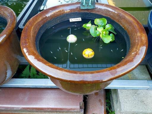 レア 人気の大型睡蓮鉢 メダカ鉢 早い物勝ち 名古屋直売所 Nmb35 日比野のその他の中古あげます 譲ります ジモティーで不用品の処分