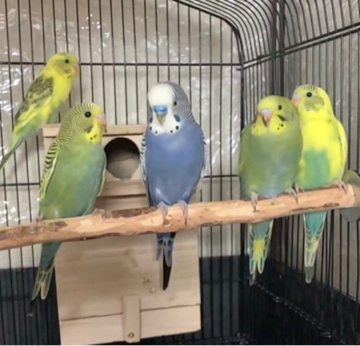 一旦受付終了致します 生後1ヶ月 インコ セキセイインコ インコ赤ちゃん ヒナ ペット 子供 鳥 可愛がってくださる方 M 戸坂のその他の里親募集 ジモティー