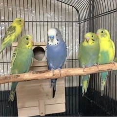 ★一旦受付終了致します😊生後1ヶ月✨ インコ セキセイインコ イ...