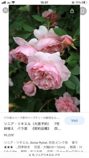 バラ苗 ソニアリキエル けいこちゃん 門戸厄神のその他の中古あげます 譲ります ジモティーで不用品の処分