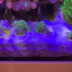 【値下げ！】サンゴ　スターポリプ　フラグサイズ