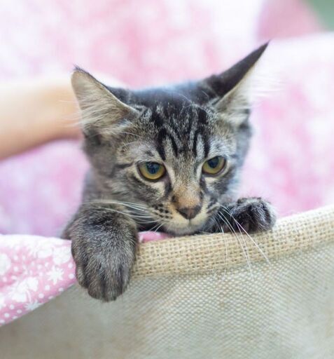 4ヶ月人見知りの恥ずかしがり屋さん男の子 ルル 大田の猫の里親募集 ジモティー