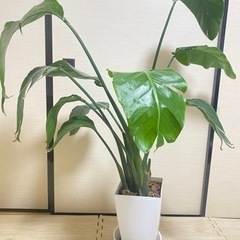 【ネット決済】観葉植物　オーガスタ　105cm