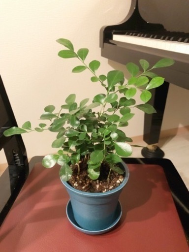 観葉植物　シルクジャスミン　39cm　ブルーカラーの3.5号の鉢と受け皿付き