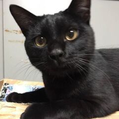 1歳過ぎ　仕事から帰宅すると必ずお出迎えしてくれる穏やかな黒猫く...
