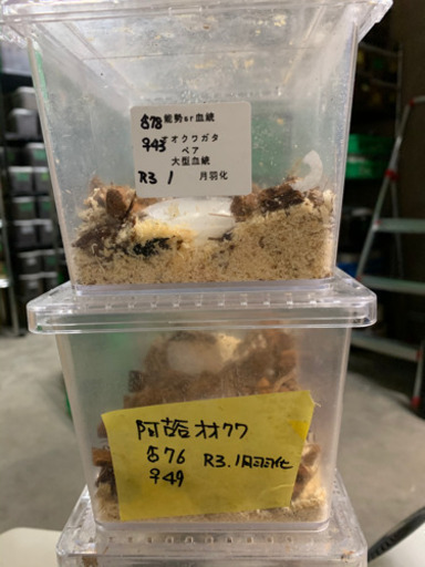 オオクワガタ8ペアまとめ売り！