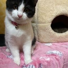 白黒ハチワレ猫ちゃん　4ヶ月