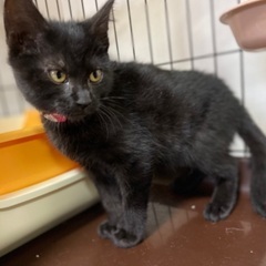 【決定】子猫メス（３ヶ月）甘えん坊な黒猫 - 猫