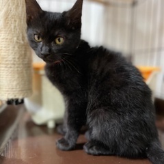 【決定】子猫メス（３ヶ月）甘えん坊な黒猫 − 鹿児島県