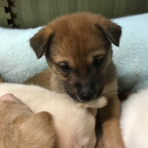 元気いっぱい 子犬のマーチ キャサリン 甲賀の犬の里親募集 ジモティー