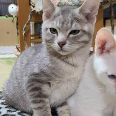正式譲渡決定❤サバトラ♂、クリーム色♀の3ヶ月の子猫 - 猫
