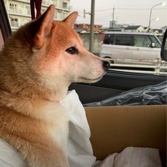 元気いっぱいな柴犬の女の子　大切にしていただける方。 