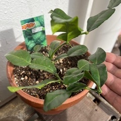 中古コブミカンが無料 格安で買える ジモティー