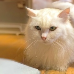 長毛の白猫ちゃん - 大分市