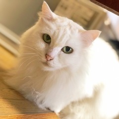 長毛の白猫ちゃん