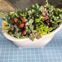 バスタブ  チマチマ寄せ植え②