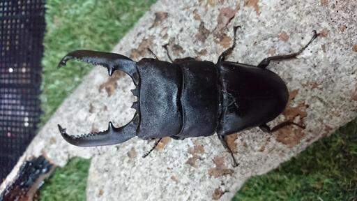 パラワンオオヒラタ 107㎜ペア