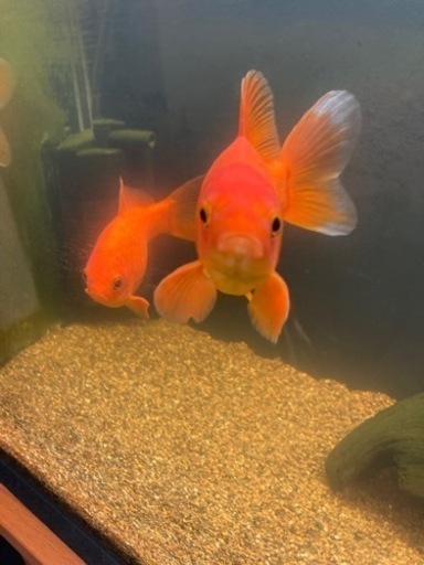 金魚和金約15cm 3匹貰ってください あーちゃん 富木のその他の中古あげます 譲ります ジモティーで不用品の処分