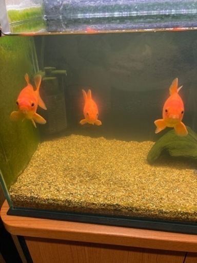 金魚和金約15cm 3匹貰ってください あーちゃん 富木のその他の中古あげます 譲ります ジモティーで不用品の処分