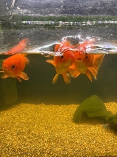 金魚和金約15cm 3匹貰ってください あーちゃん 富木のその他の中古あげます 譲ります ジモティーで不用品の処分