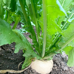 採れたてをご用意！旬の冬野菜など