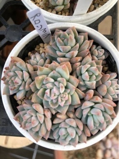 多肉植物 プロリフェラ プロリフィカ 彩智 広木の買いたい くださいの助け合い ジモティー