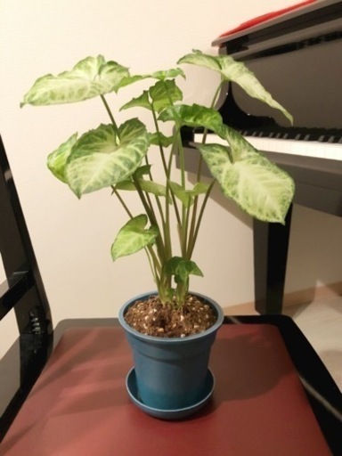 観葉植物　シンゴニウム・ホワイトエクセレント②　35cm　ブルーカラーの3.5号の鉢と受け皿付き