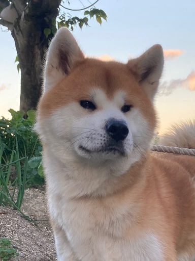 秋田犬オス2才里親募集します Kou 尾張旭のその他の里親募集 ジモティー
