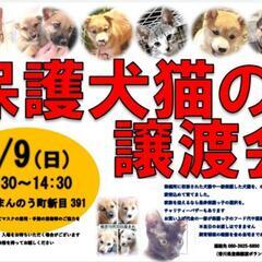 💠保護犬猫の譲渡会開催💠