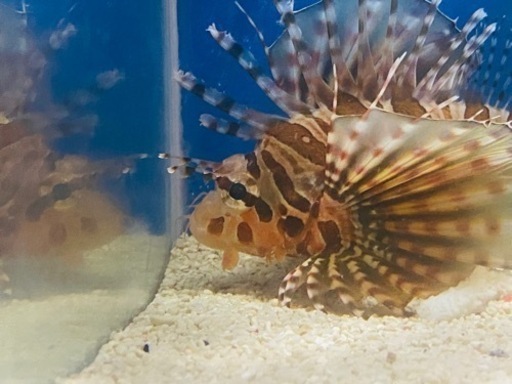 海水魚キリンミノ飼育用 モコ 赤池のその他の中古あげます 譲ります ジモティーで不用品の処分