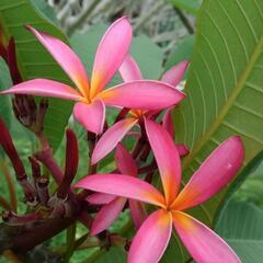 プルメリア大木 売ります プルメリア大木 売ります