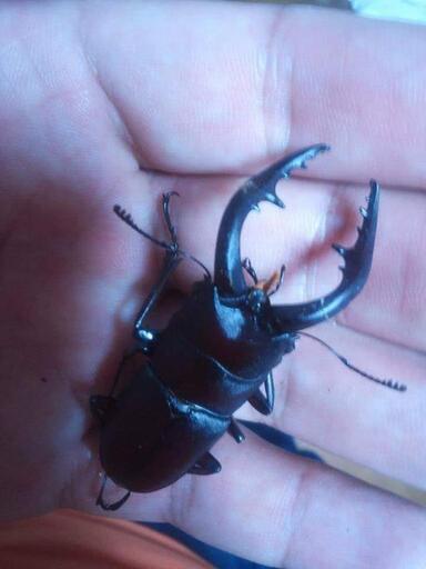 生き物 自然を愛する人の集い まだ仮称 ボン蔵 大阪難波のその他のメンバー募集 無料掲載の掲示板 ジモティー