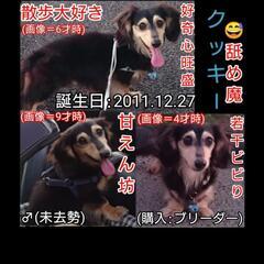 犬友募集(同犬種なら尚可) - 京都郡