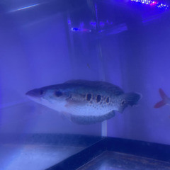 フラワートーマン約23cm ウルトラショート