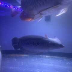 フラワートーマン約23cm ウルトラショート フラワートーマン約23cm ウルトラショート