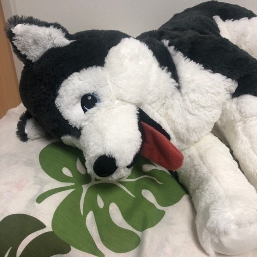 ハスキーぬいぐるみ M K 長後のおもちゃの中古あげます 譲ります ジモティーで不用品の処分