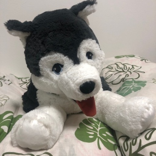 ハスキーぬいぐるみ M K 長後のおもちゃの中古あげます 譲ります ジモティーで不用品の処分