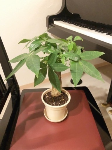 観葉植物　パキラ⑦　35cm　ナチュラルカラーの3.5号の鉢と受け皿付き