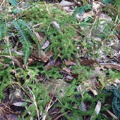 奥山に見かける珍しい植物　【（俗称）きつねのしっぽ】