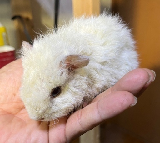 安さ日本一のペットショップ にチャレンジ 自家繁殖 デグー 小鳥の専門店 けんぼの森 けんぼっ 下溝のペットショップの無料広告 無料掲載の掲示板 ジモティー