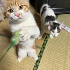 子猫2匹の里親募集してます。 − 宮城県