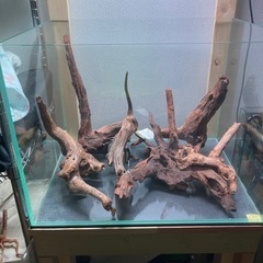 【水槽関連】流木 