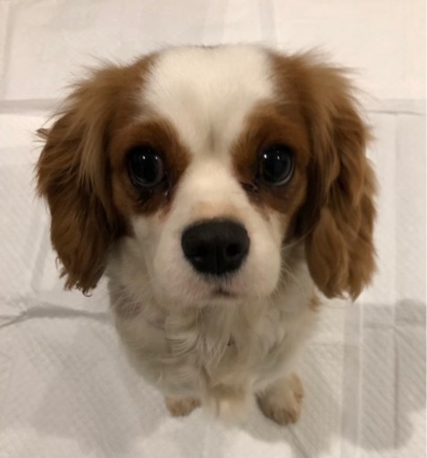 人懐こいキャバリア 推定5歳 Tera 大田の犬の里親募集 ジモティー