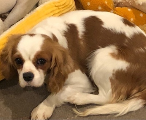 人懐こいキャバリア 推定5歳 Tera 大田の犬の里親募集 ジモティー