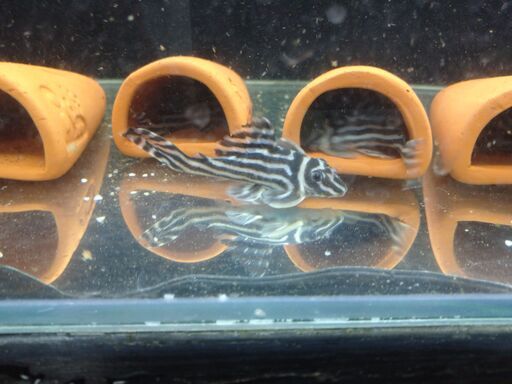 インペリアルゼブラプレコワイルドF1（7～8㎝）